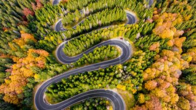 Winding forest road representing the journey of UN Sustainable Development Goals, highlighting the United Nations sustainability goals, UN goals for sustainability, and the broader world development goals, including the 17 development goals.